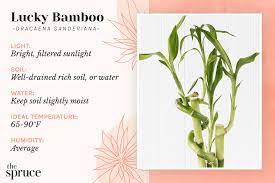 lucky bamboo indoor plant care