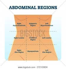 Abdomen can be divided into 4 quadrants. Abdominal Quadrant Vector Photo Free Trial Bigstock