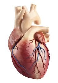 human heart images