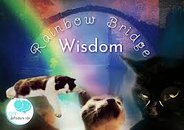 rainbow bridge cat wisdom because love
