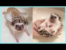how to bathe a difficult hedgehog cut