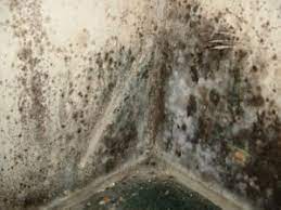 what does mold in a basement smell like