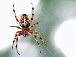 household spiders uk their benefits