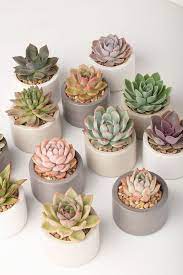 Succulents Planter Indoor Outdoor