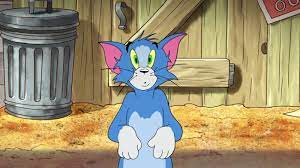 cat breed is tom from tom jerry