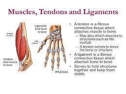 Image result for ligaments, tendons