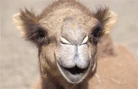 Resultado de imagen de camello sonriente