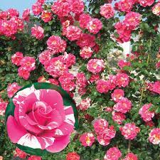 Candy Land Climbing Rose Pink And