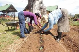 Using Biochar As A Soil Amendment