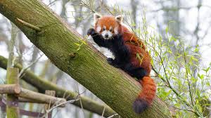 red pandas are actually two species
