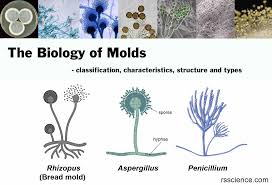 the biology of molds moulds