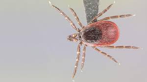 Lyme Disease Carrying Ticks Are Now In Half Of All U S