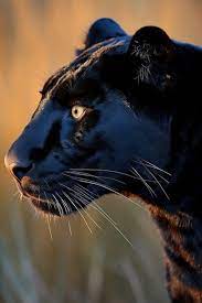black panther images free on