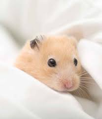 dwarf or syrian hamster bedding reviewed