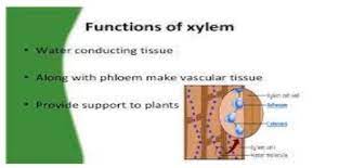 what are the main function in xylem