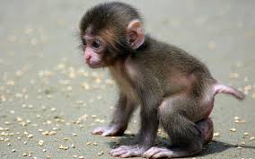 cute baby monkeys wallpapers