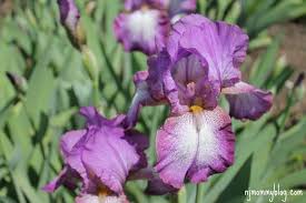 presby memorial iris gardens in