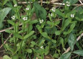 Valerianella chenopodiifolia - Michigan Flora