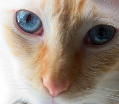 Find specific details on this topic and related topics from the cats also have a reflective layer called the tapetum lucidum, which magnifies incoming light and lends a characteristic blue or greenish glint to their eyes. Colorpoint Shorthair A Complete Breed Guide From The Happy Cat Site