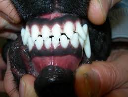Dental Chart For Dogs Dog Teeth Vet Dentist Wisconsin