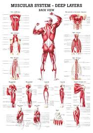 Anatomical Muscle Chart Pdf Www Bedowntowndaytona Com