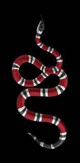 gucci snake hd wallpapers pxfuel