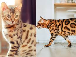 bengal cat legal and illegal states 2023