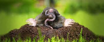 Image result for mole images