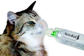 How do you use an asthma inhaler in your cat? Cat Asthma Natural Remedies Treatments Ask Ariel