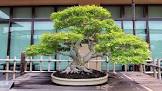 bonsai image / تصویر