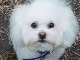 Pin by buckeye puppies on. Poochon Bichpoo Do You Want A Bichon Frise Poodle Mix
