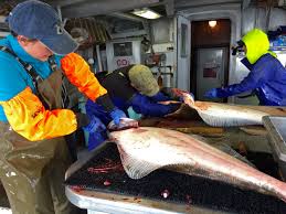 Why Does Halibut Cost So Much Hakai Magazine