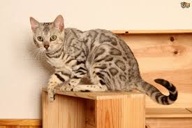 There is a wide range of colors, shades and. Bengal Cat Colours And Coat Types Pets4homes