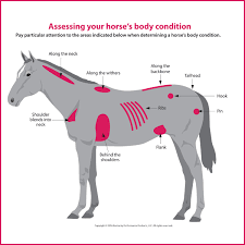 How To Evaluate Your Horses Weight Kpp