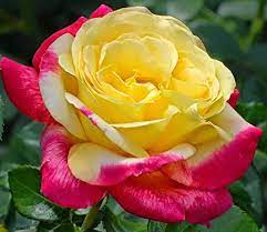 Bella Rosa gialla con semi di rosa Trim Rose : Amazon.it: Giardino e  giardinaggio