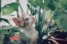 10 House Plants Toxic To Your Cats Dogs