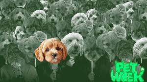 poodle cross breed pet dogs
