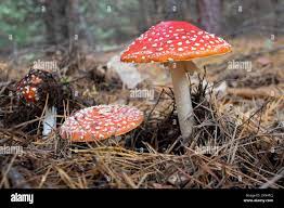 Poisonous white spotted mushroom closeup hi-res stock photography and  images - Alamy