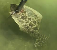 Flounder Gigging In Port Oconner Texas Gofloundering Com