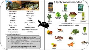 Food Chart For Res Turtle Red Eared Slider Turtle Turtle