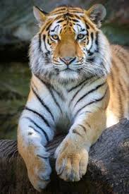 500+ Tigers ideas in 2020 | wild cats, animals wild, animals beautiful