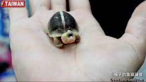 cyclops turtle from taiwan part1 ( www.turtle-family.com ) - YouTube
