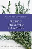 Which is better fresh or dried eucalyptus?