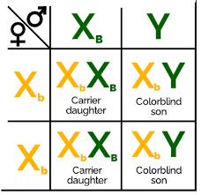 a woman has color blindness which is