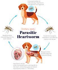 flea tick heartworm prevention