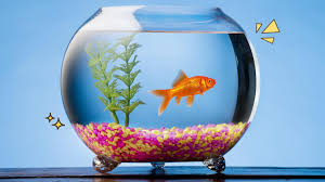 Persiapan khusus dari ikan mas biasanya dalam bentuk. 14 Jenis Ikan Hias Terindah Yang Mudah Dipelihara Di Aquarium Mamikos Info