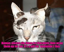 You have cat to be kitten me right meow.. Lolcats Valentines Day Lol At Funny Cat Memes Funny Cat Pictures With Words On Them Lol Cat Memes Funny Cats Funny Cat Pictures With Words