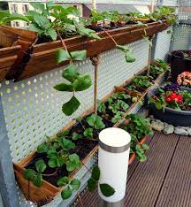 Container Gardening Diy Strawberry