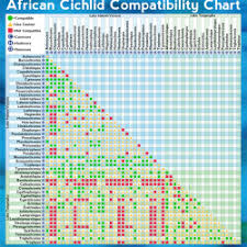 African Cichlid Compatibility Chart Visual Ly