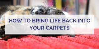 how to bring life back into your carpets